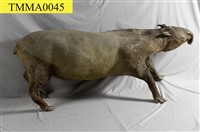 藏品(貘)的圖片